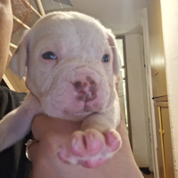 Cuccioli boxer pitbull