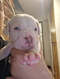 Cuccioli boxer pitbull