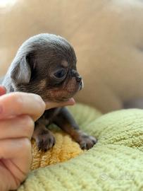 Chihuahua toy lilac tan 60gg PEDEGREE ENCI