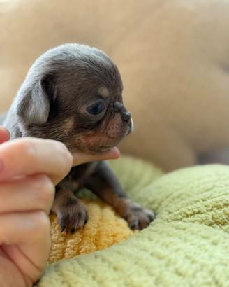 Chihuahua toy lilac tan 60gg PEDEGREE ENCI