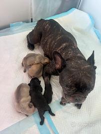 Bulldog Francese