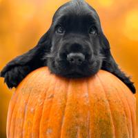 Cocker spaniel inglese