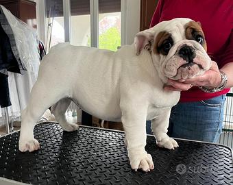 Bulldog inglesi