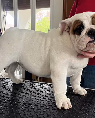 Bulldog inglesi