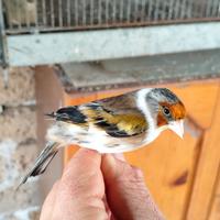 Canarini a fattore rosso