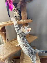 Cuccioli bengala pronti con pedegree