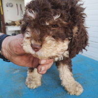 Lagotto romagnolo