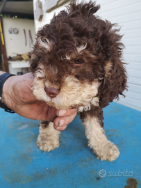 Lagotto romagnolo