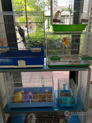 Attività negozio animali