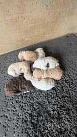 Cuccioli di Lagotto romagnolo