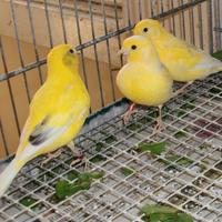 Canarini Fife Fancy gialli