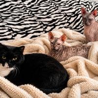 🐾 Assistenza e ospitalità per gatti a Bussolengo
