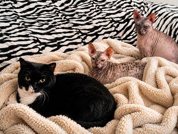 🐾 Assistenza e ospitalità per gatti a Bussolengo