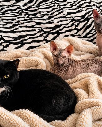 🐾 Assistenza e ospitalità per gatti a Bussolengo