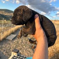 Cuccioli cane corso