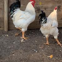 Ermellinata di rovigo