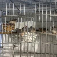 Vend bengalini di tutti colori anno 2026