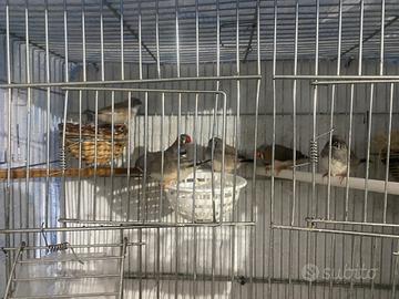 Vend bengalini di tutti colori anno 2026