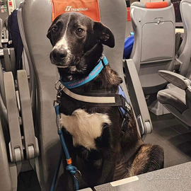 Mujgan già sterilizzata due anni in adozione