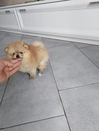 Cuccioli di spitz pomerania