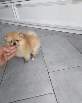 Cuccioli di spitz pomerania