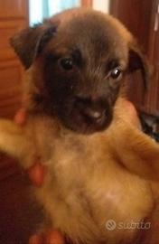 Cuccioli di due mesi maschietti