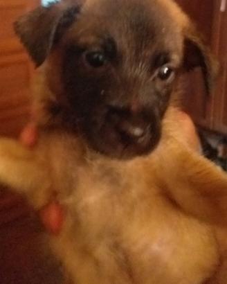 Cuccioli di due mesi maschietti