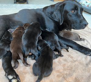 Ultimi 2 splendidi cuccioli di Labrador Retriever