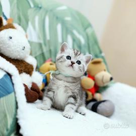 Gattini British shorthair meravigliosi Scottish
