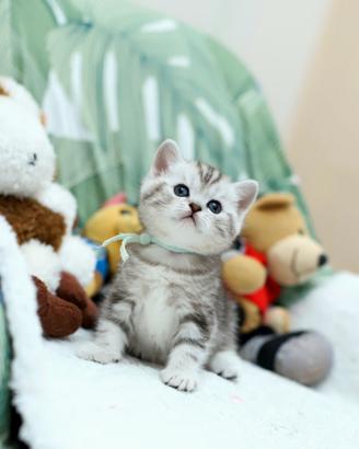 Gattini British shorthair meravigliosi Scottish