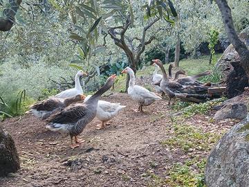 Oche romagnole e di tolosa
