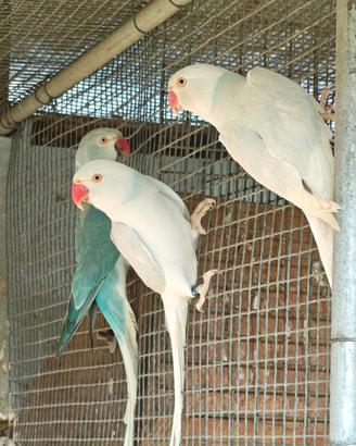 Parrocchetti dal collare Dunn Fallow e portatori