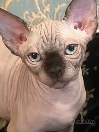 Sphynx