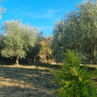 Terreno con casa