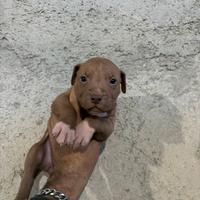 Cucciolo di pitbull