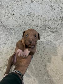 Cucciolo di pitbull
