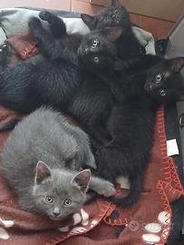 Micetti