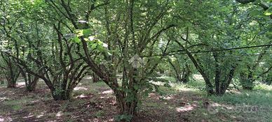 TER. AGRICOLO A VIGNANELLO