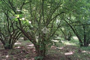 TER. AGRICOLO A VIGNANELLO