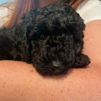 Cucciolo di barboncino maschio nero