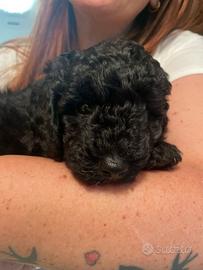 Cucciolo di barboncino maschio nero