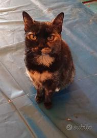 Gattina Piccola, dolcissima nata nel 2017