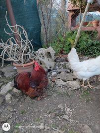 Maschio cocincina