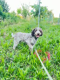 Cucciolone Lagotto romagnolo