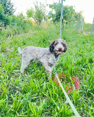 Cucciolone Lagotto romagnolo