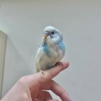 Cocorita ALLEVATA A MANO (parrocchetto ondulato)