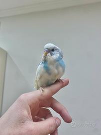 Cocorita ALLEVATA A MANO (parrocchetto ondulato)