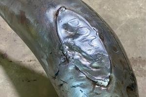 Marmitta Doma Racing