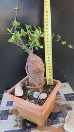 Cactus Caudex Bonsai -  Fokea Edulis - RARA!