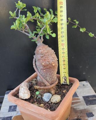 Cactus Caudex Bonsai -  Fokea Edulis - RARA!
